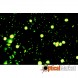 Микроскоп Optika B-293LD1 100x-1000x Trino Infinity Fluorescence