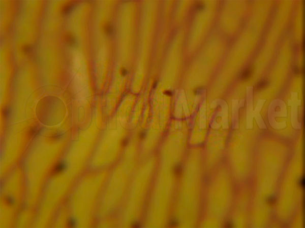 Пленочка лука, детский микроскоп