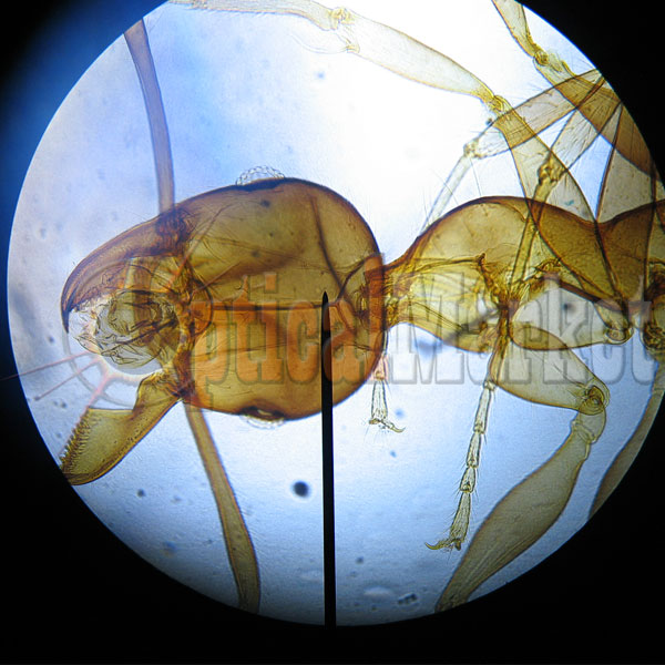 Школьный микроскоп Delta Optical BioStage, муравей