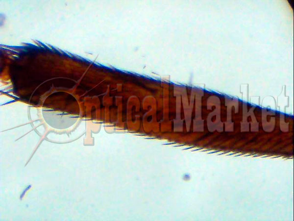 Детский микроскоп Bresser Junior PC-ocular 40x-1024x