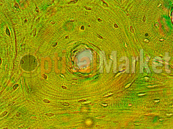Фазово-контрастный инвертированный микроскоп Delta Optical NIB-100