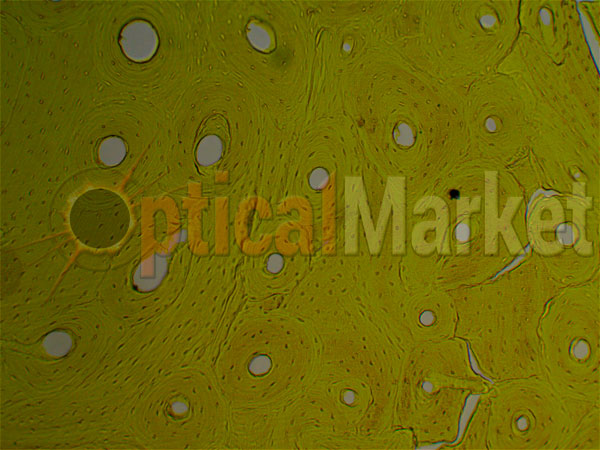 Микроскоп Optika B-150POL-B 40x-640x Bino polarizing, костная ткань