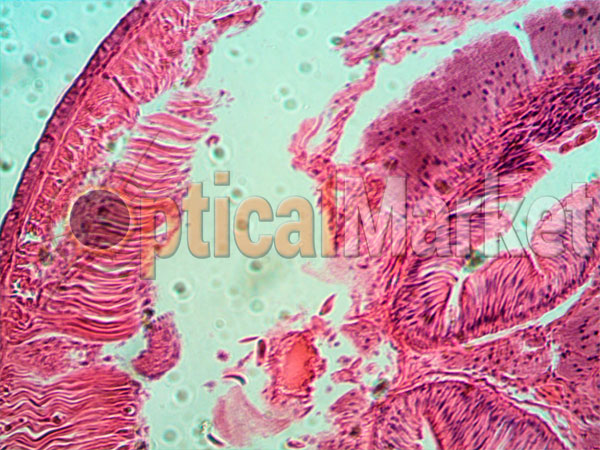 Дождевой червь, детский микроскоп