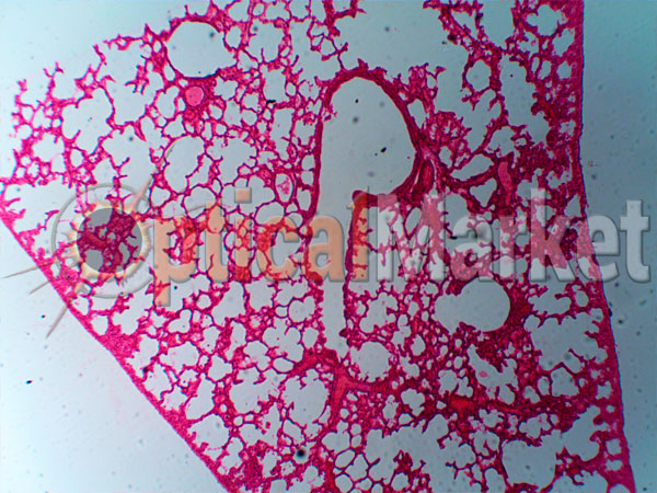 Микроскоп Sigeta MB-301 тринокулярный