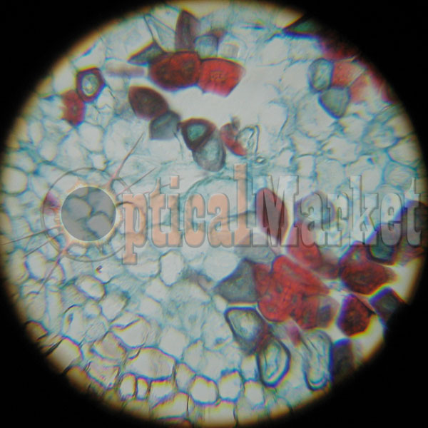 Биологический микроскоп Ningbo SX-A