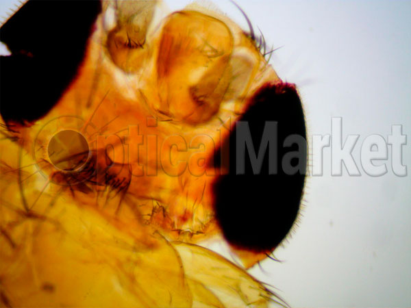 Дрозофила под микроскопом