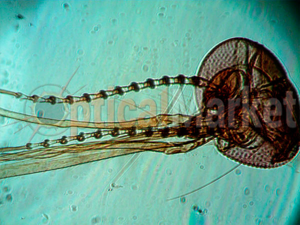 Детский микроскоп Sigeta Bio Zoom 105x-1000x