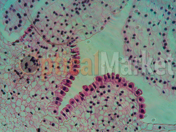 Биологический микроскоп Sigeta Bio Zoom 105x-1000x
